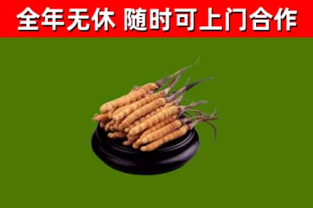 尼木回收冬虫夏草