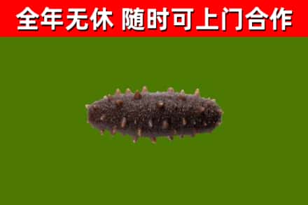 尼木回收海参干